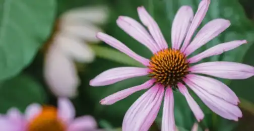 Natural Remedies: Echinacea Purpurea Extract for Cold Relief